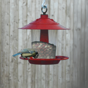 Lantern Bird Seed & Nut Feeder